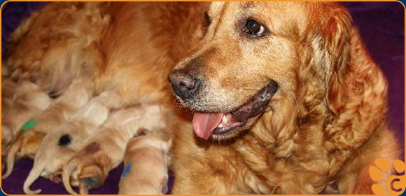 Wurfplanung Golden Retriever